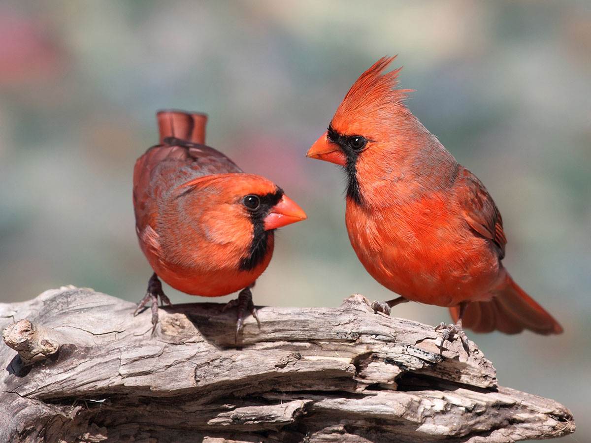 Two male Northern Cardinals perched on a stump