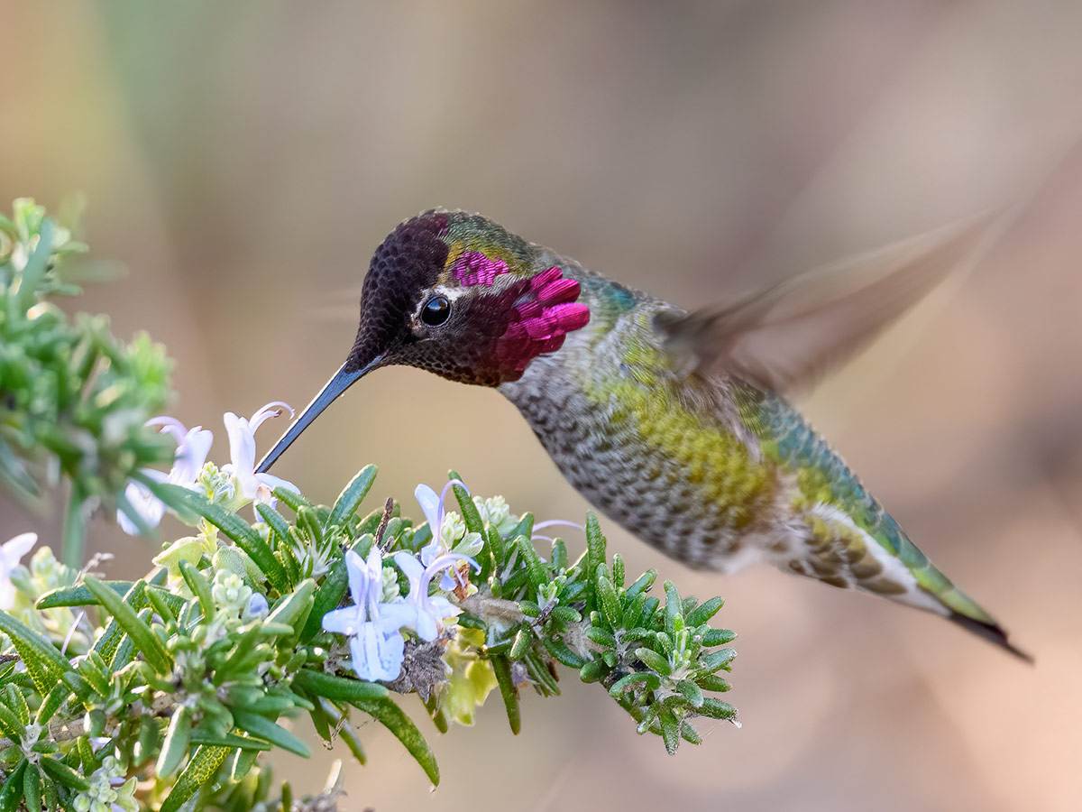 An Anna’s Hummingbird is feeding on nectar from flowers