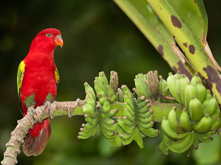 Chattering Lory perched on a banana branch