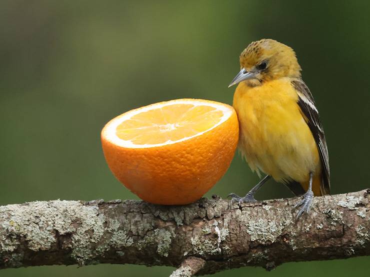A Baltimore oriole perched beside a half orange fruit