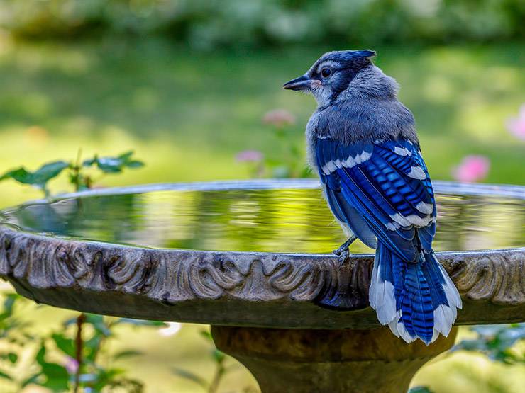 A beautiful blue jay perched on the rim of a bird bath