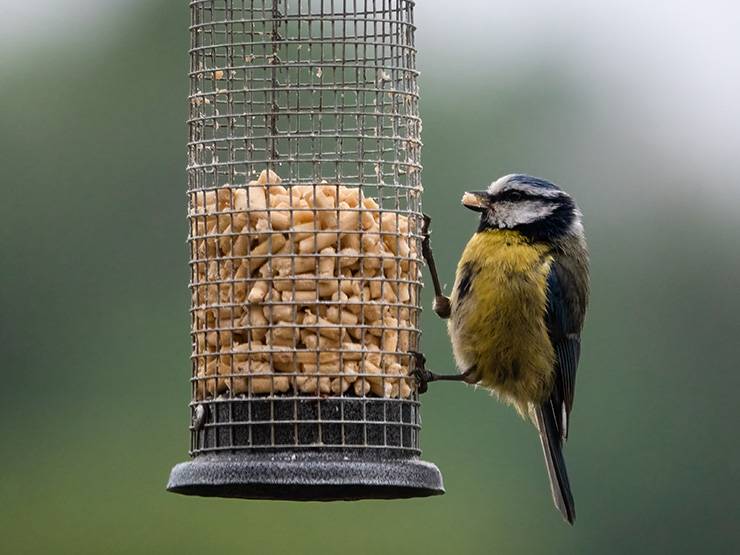 A blue tit eating pellet foods from a bird feeder