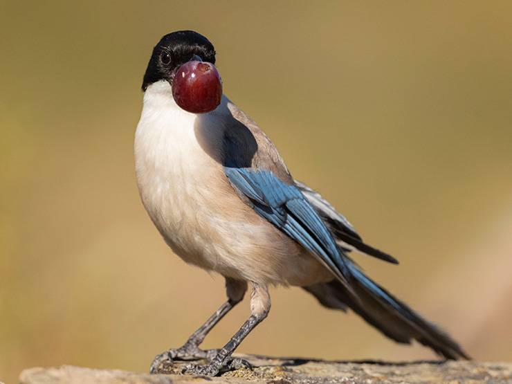 An iIberian magpie is eating a red grape