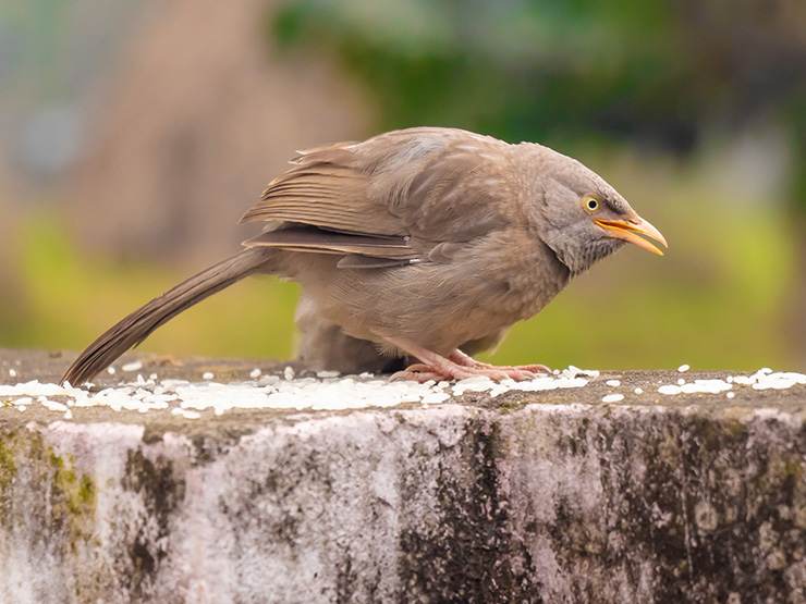 Jungle babbler eating uncooked rice