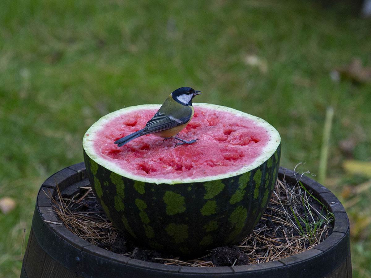 A great tit bird eating watermelon in the garden