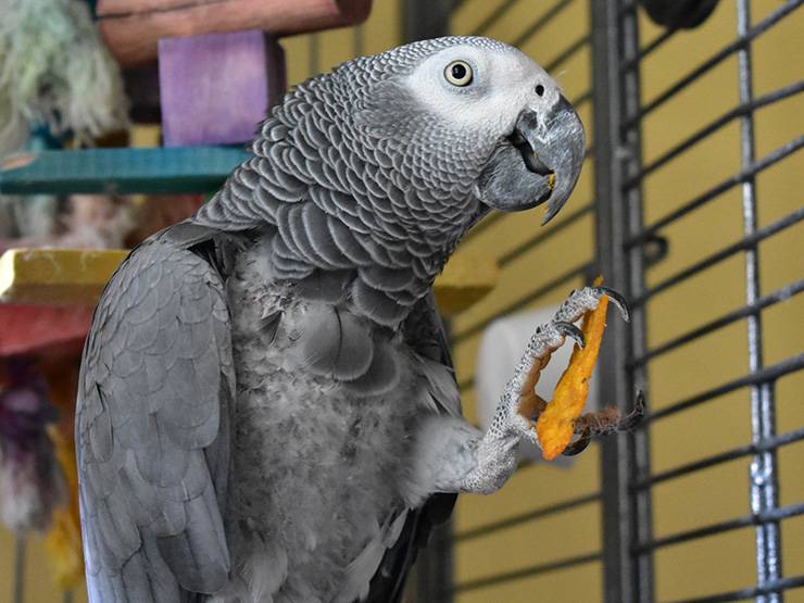 A gray parrot holding a tortilla chip