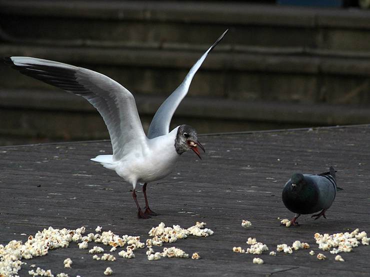 Two birds, a seagull and a pigeon eating popcorn