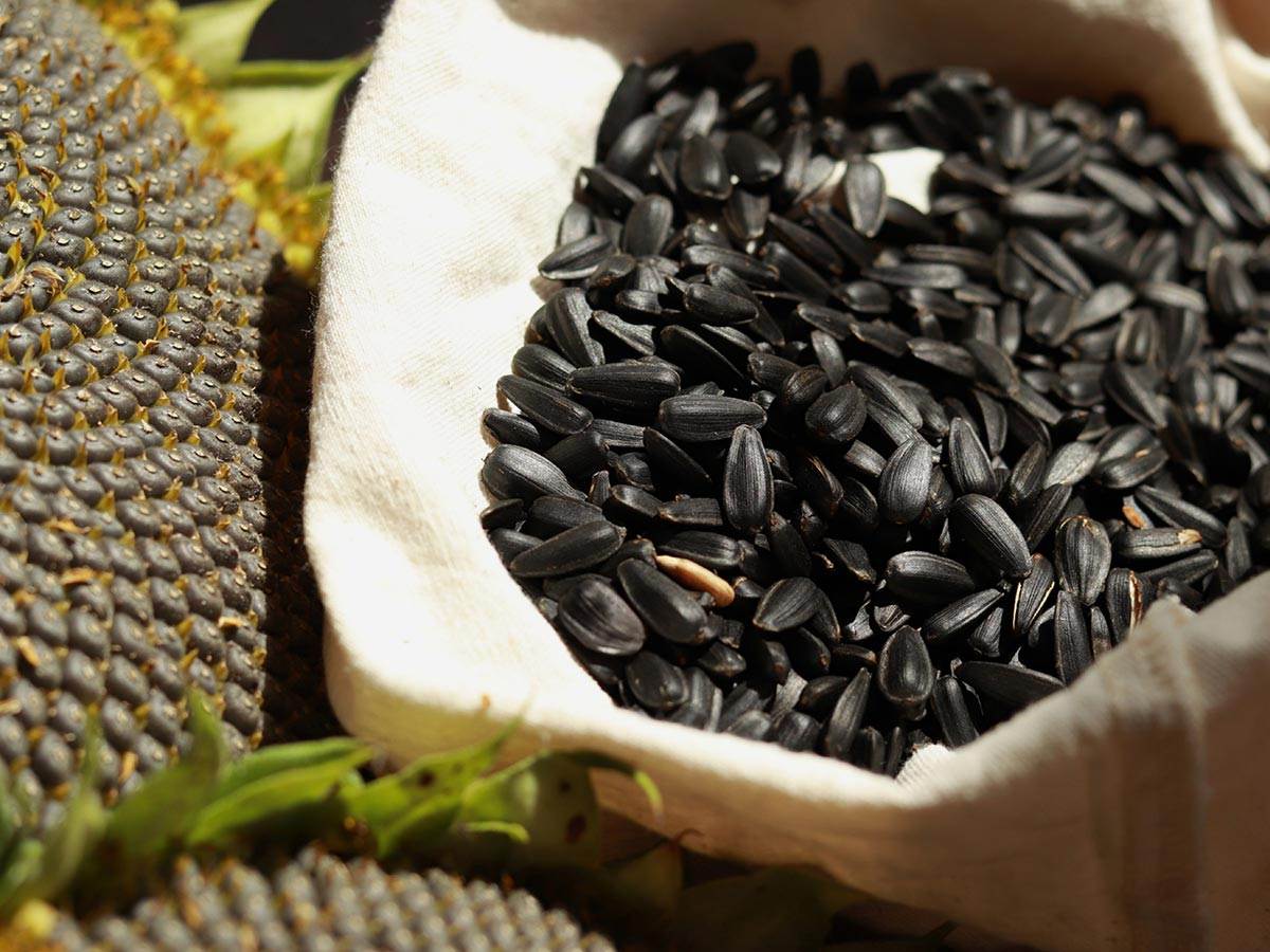 Nutritional benefits of sunflower seeds for birds