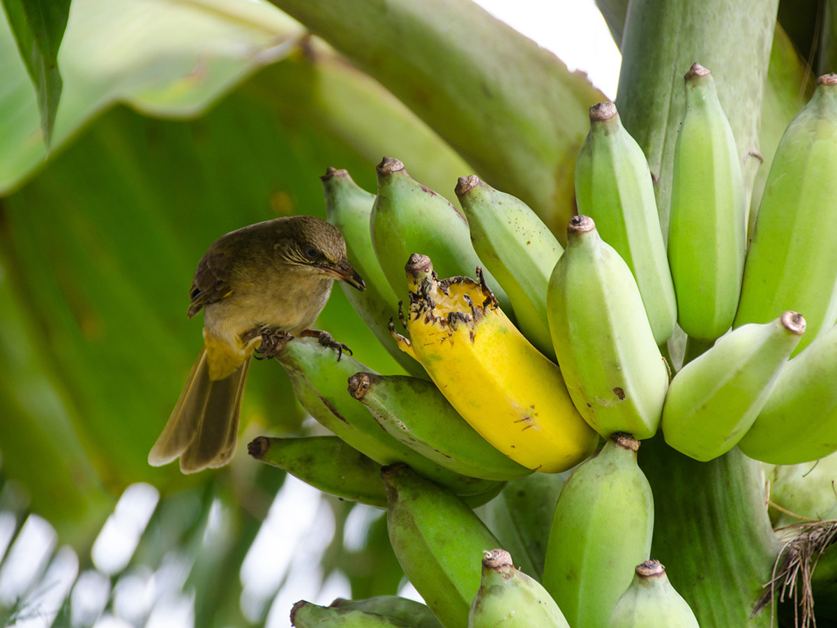 can birds eat bananas
