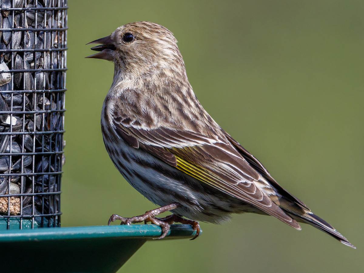 Can birds eat sunflower seeds