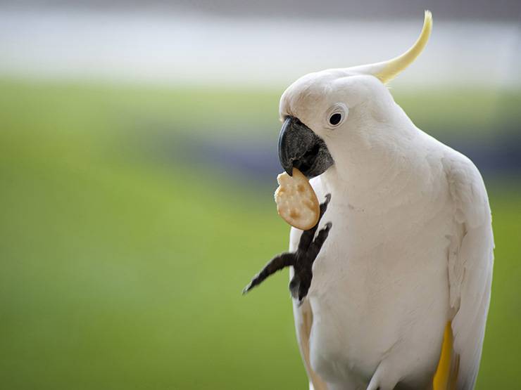 A sulphur crested cockatoo is eating a cracker