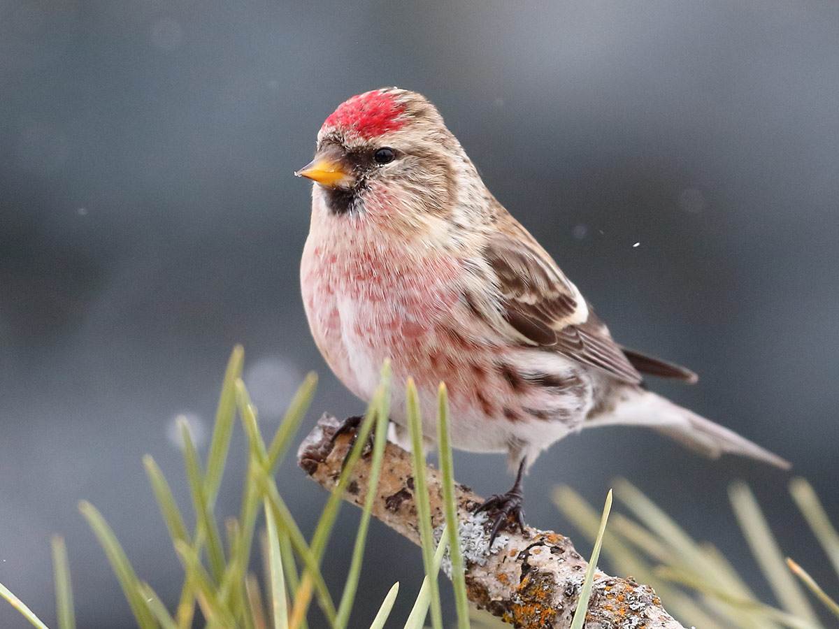 A Common Redpoll is perched on a branch