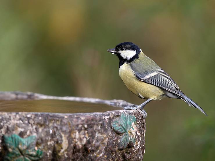 A great tit is drinking water 