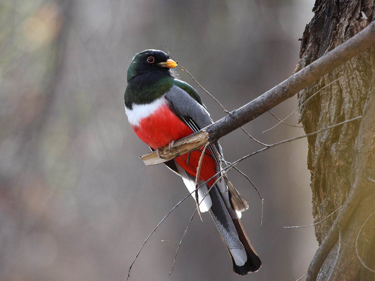 An Elegant Trogon is perched on a branch