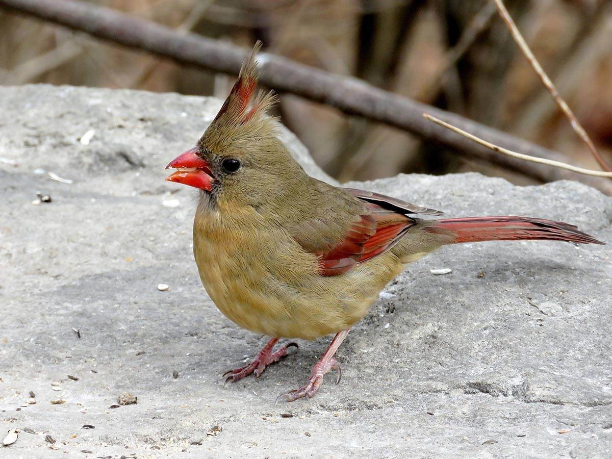 A female Northern Cardinal perched on a rock