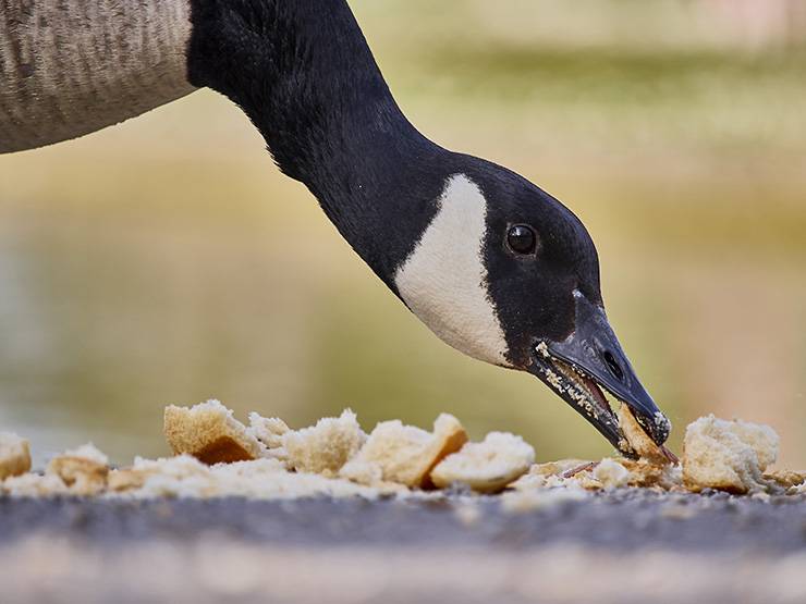 A goose eating bread crumbs