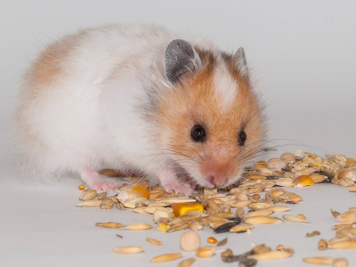 A hamster eating seed mix
