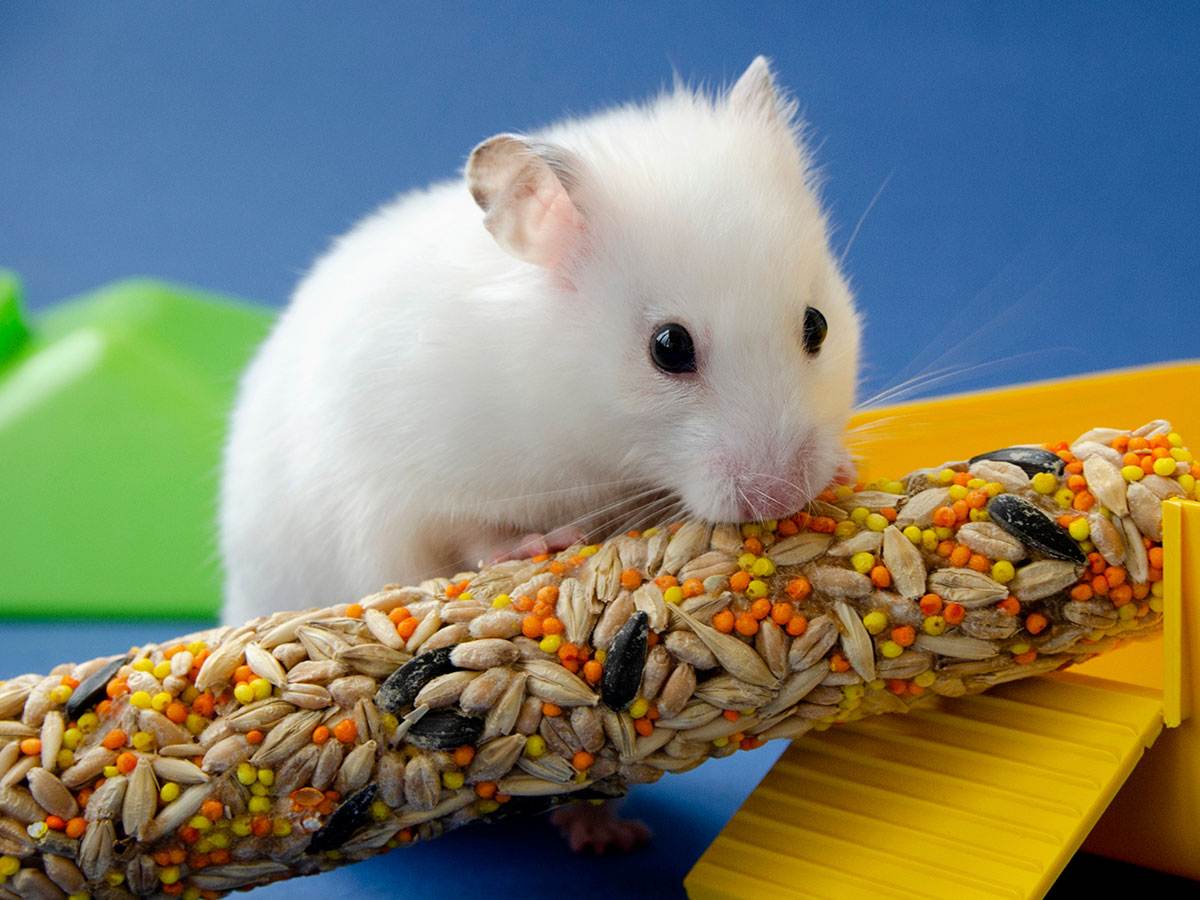Hamster eating a treat bar