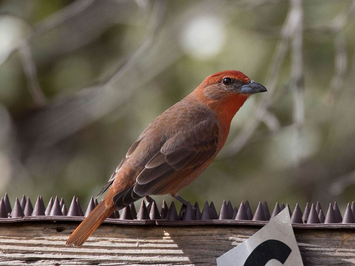 A Hepatic Tanager is perched on a wooden bar