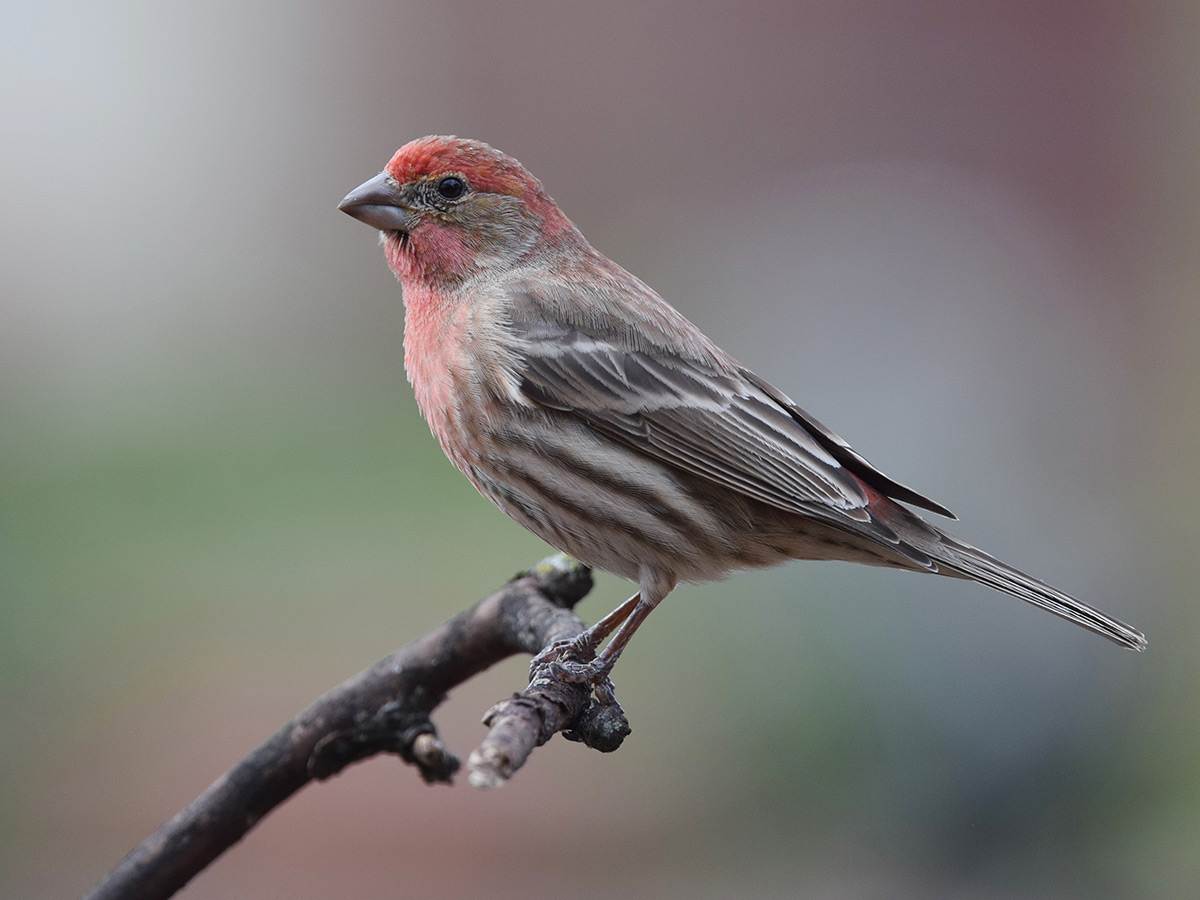 A House Finch is perched on a branch