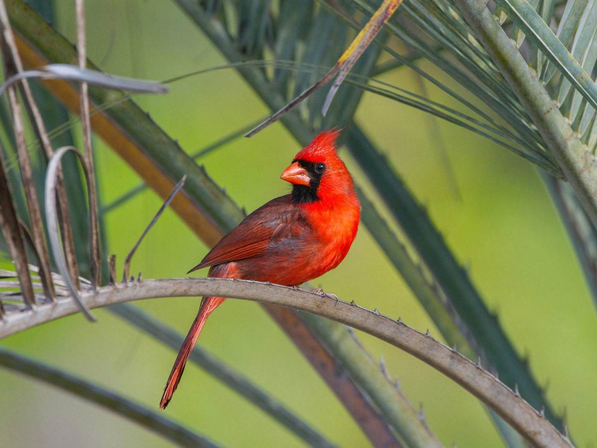 A male Northern Cardinal perched on a palm tree