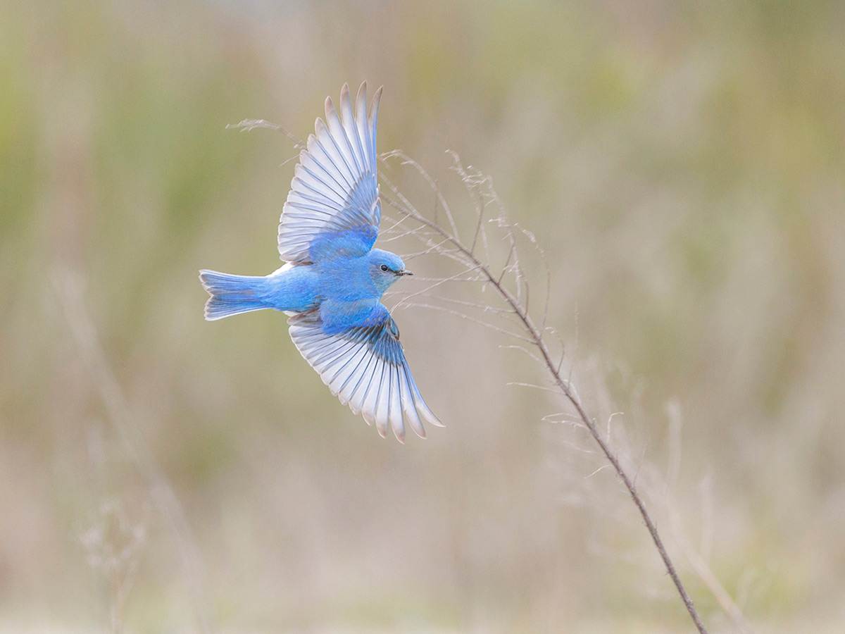 Mountain bluebird is displaying aerial aerobatics