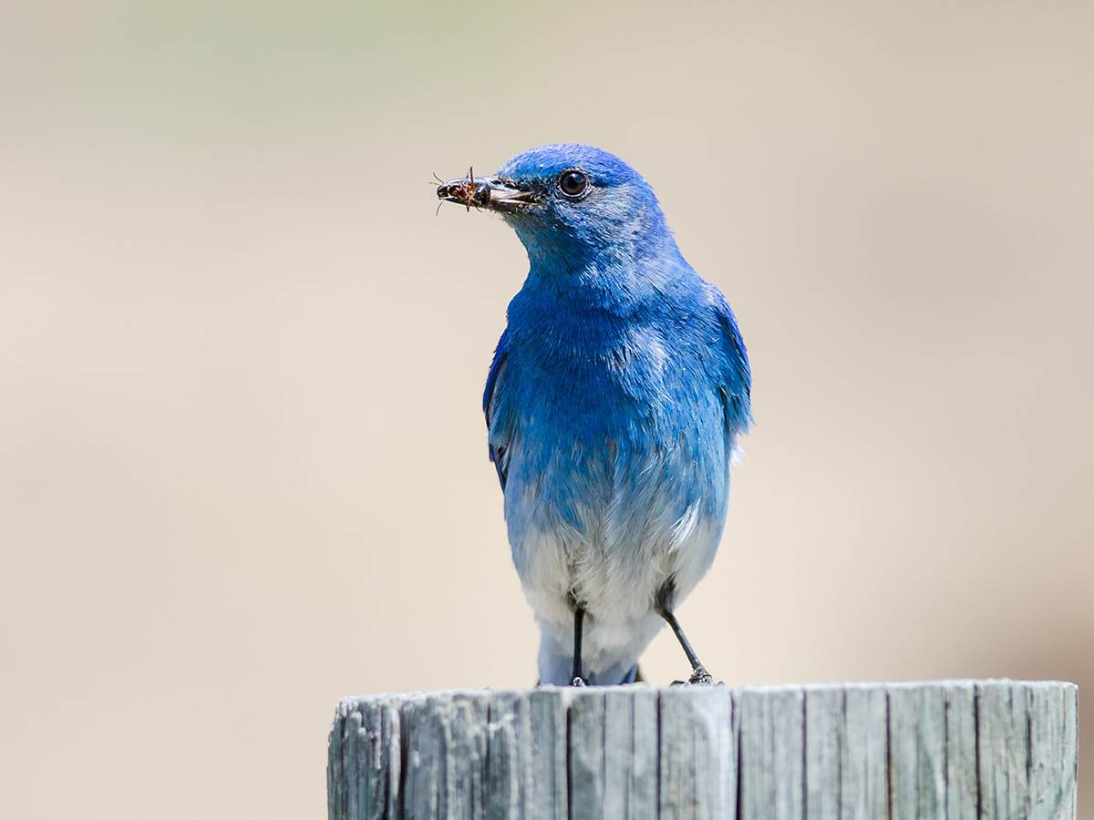 A Mountain Bluebird eating an insect