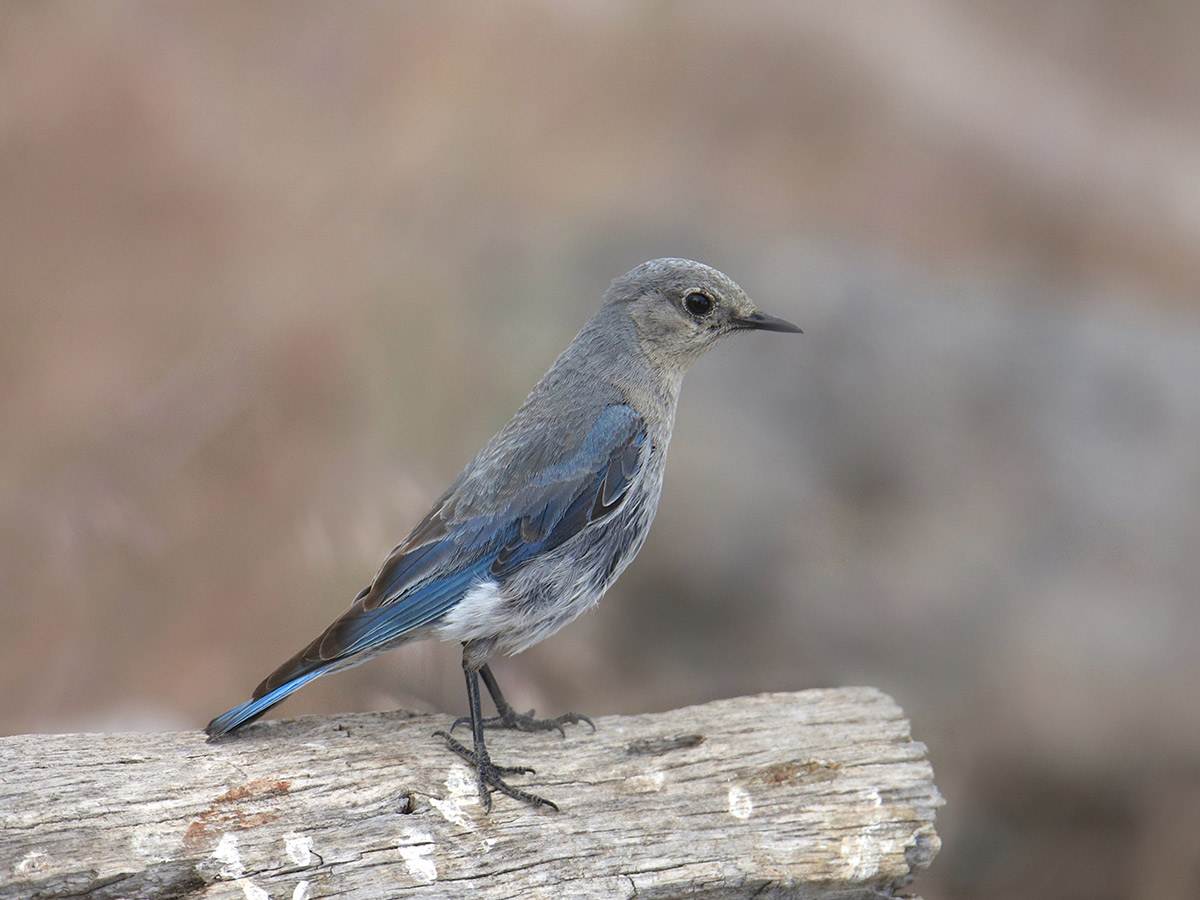 A female Mountain Bluebird is perched on a wooden log