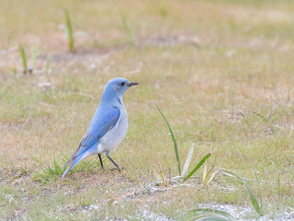 Mountain bluebird is foraging for insects