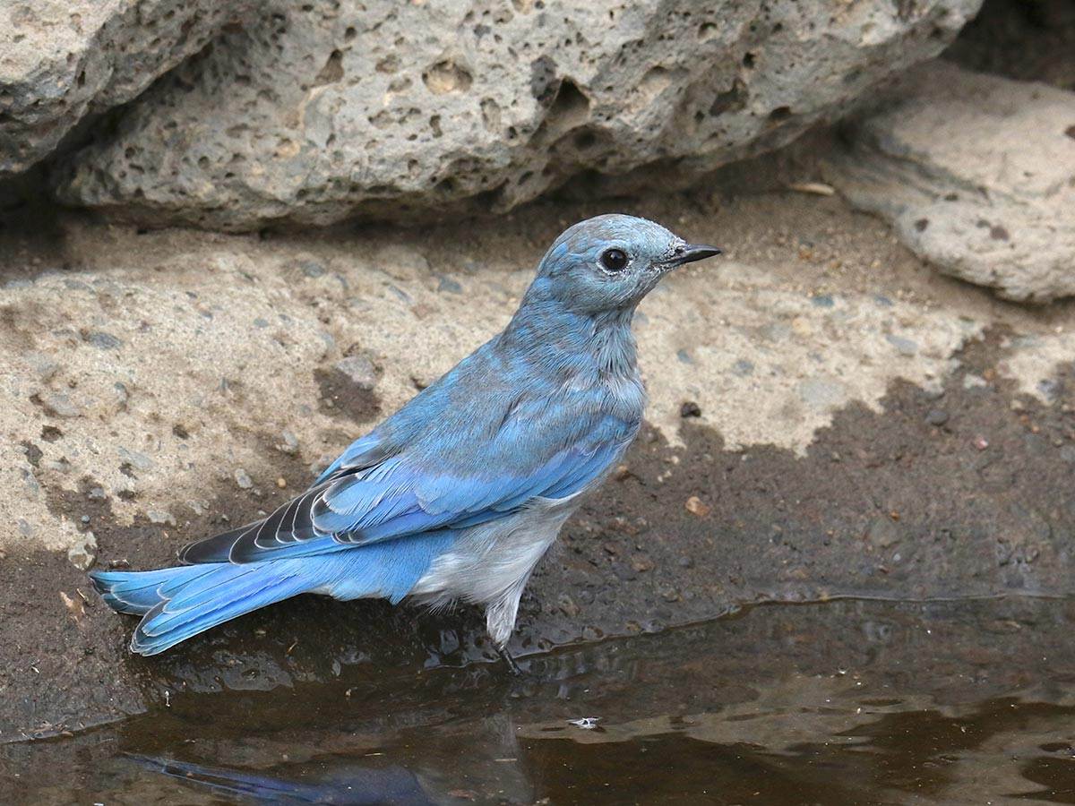 A Mountain Bluebird in a water source in its habitat