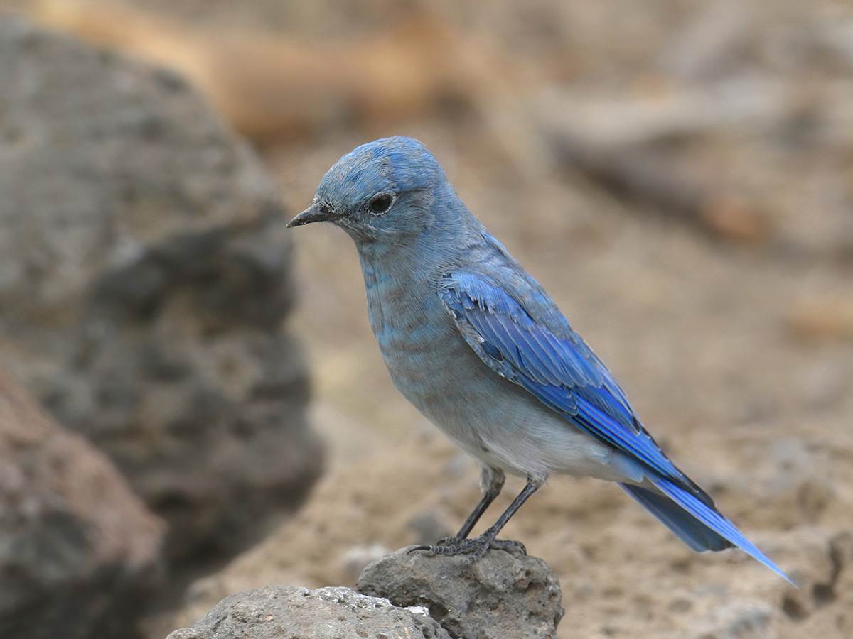 A male Mountain Bluebird  is perched on rock