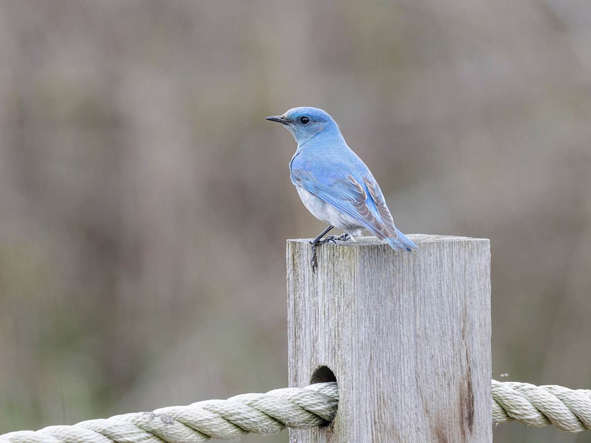A Mountain Bluebird is perched on a wooden post