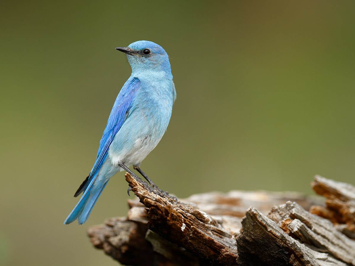 A mountain bluebird is perched on a wooden log