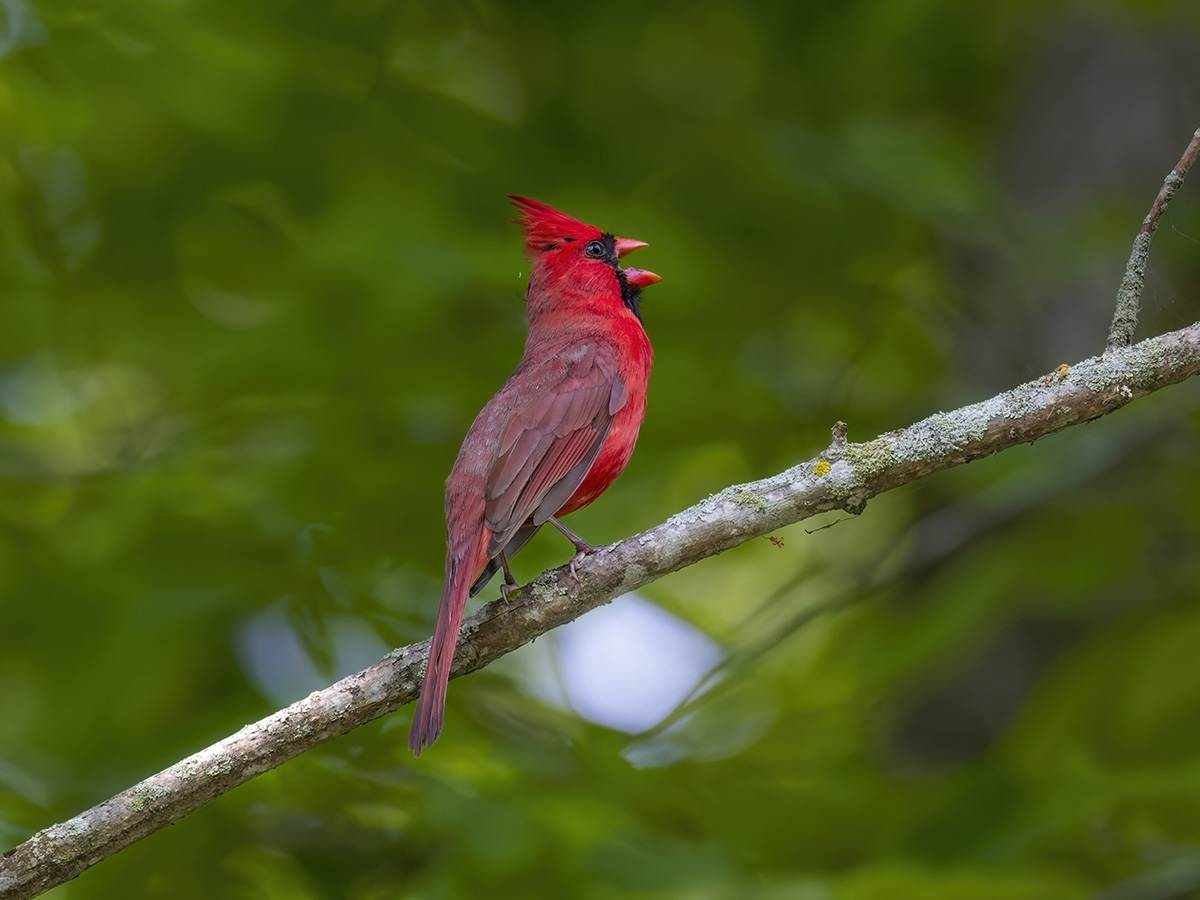 Male Northern Cardinal displaying Courtship call