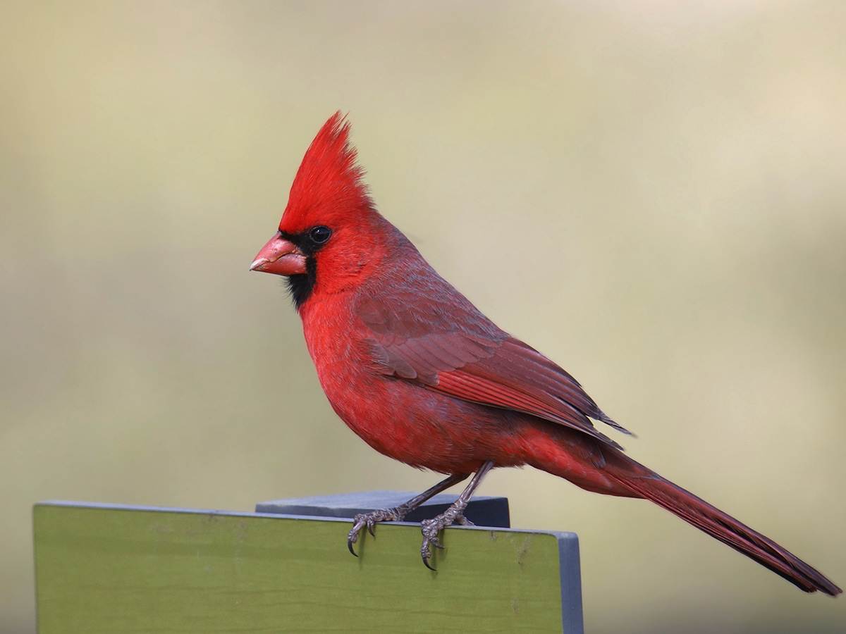 Northern Cardinal perched on a sign displaying its crest