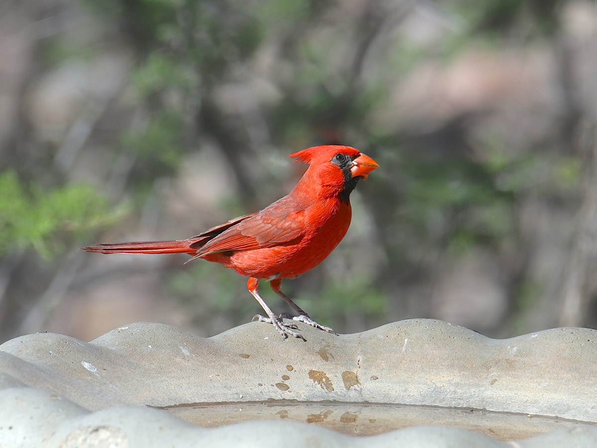 A Northern Cardinal drinking water from a bird bath