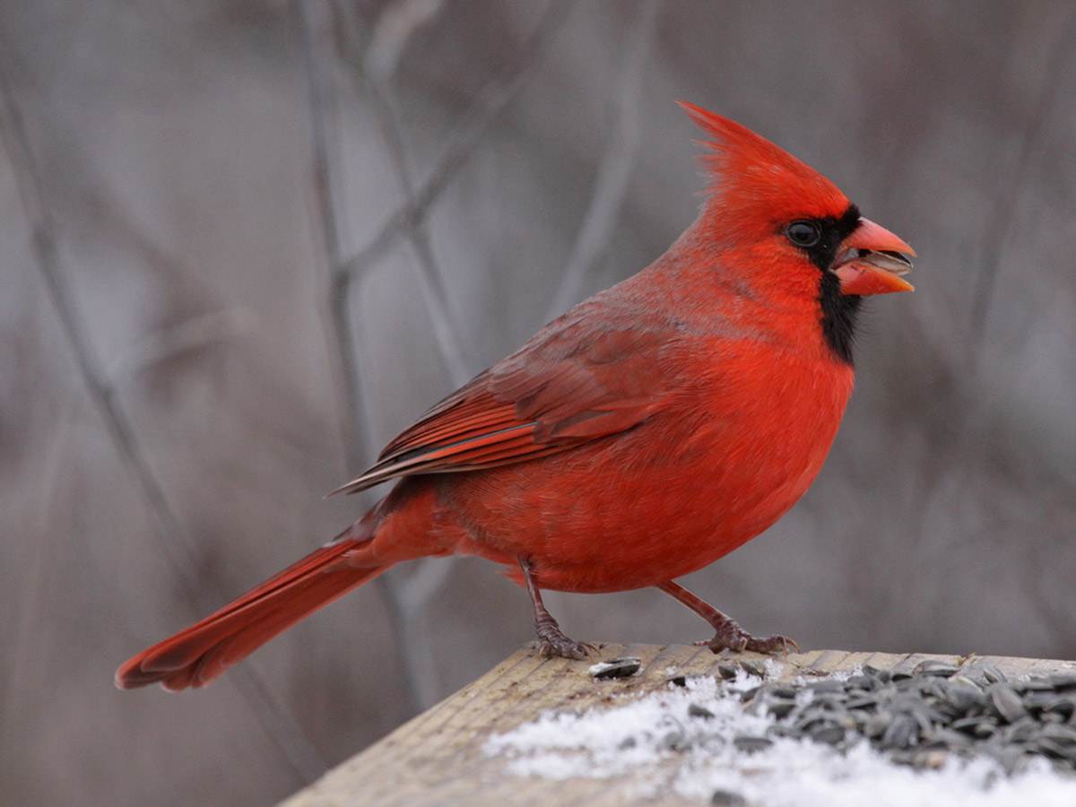 Northern cardinal feeding on sunflower seeds in winter