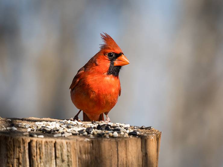 A male northern cardinal feeding on bird seeds
