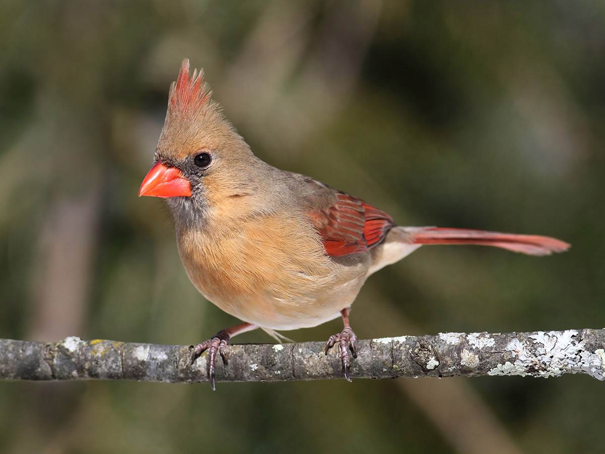 A female Northern Cardinal perched on a tree branch