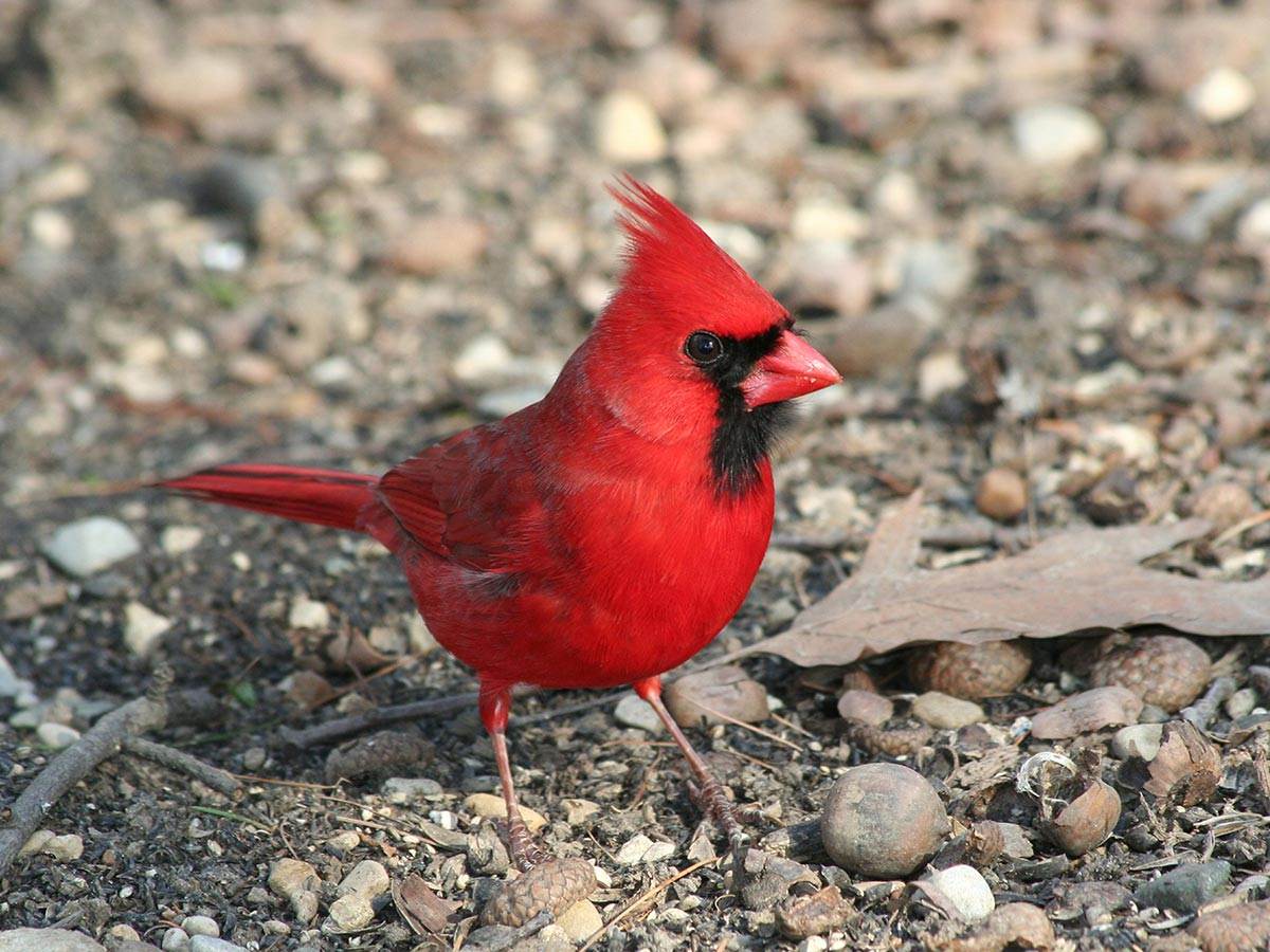 A Northern Cardinal around acorn shells in Indiana