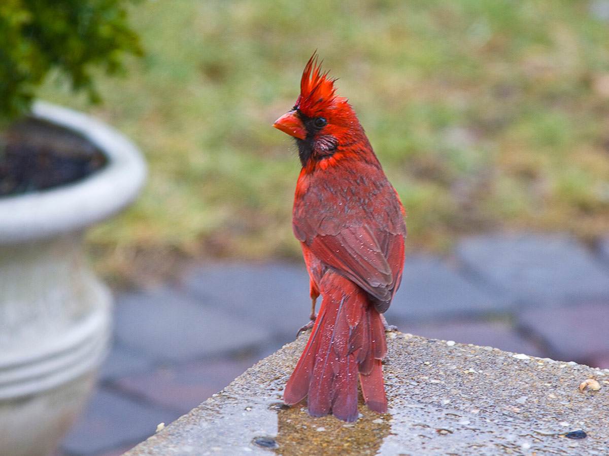 Wet northern cardinal after rain perched on concrete slab