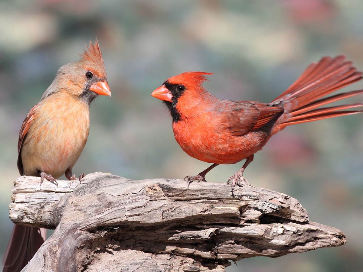 A pair of male and female Northern Cardinal perched on a stump