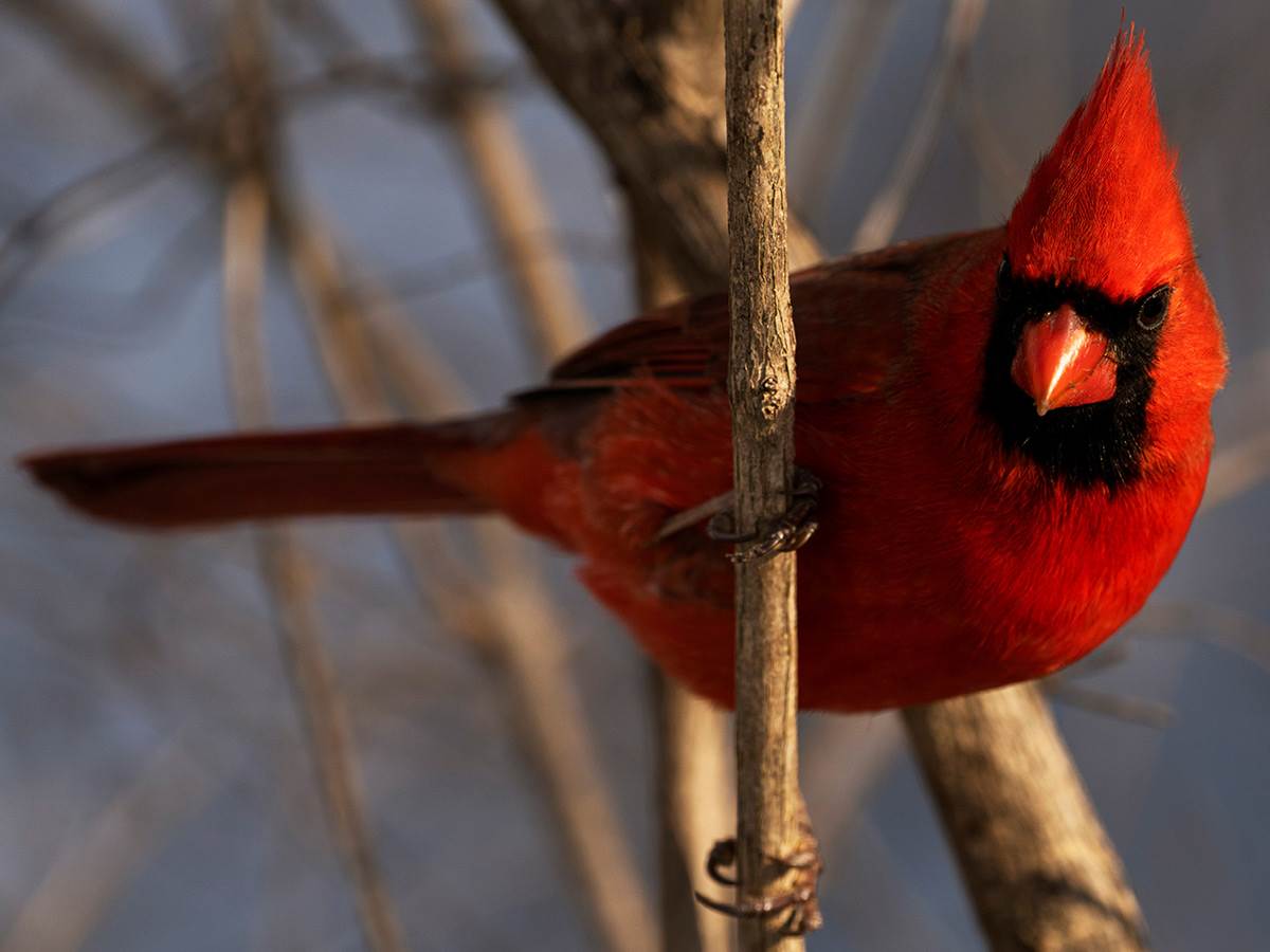 A male Northern Cardinal perched on a tree branch
