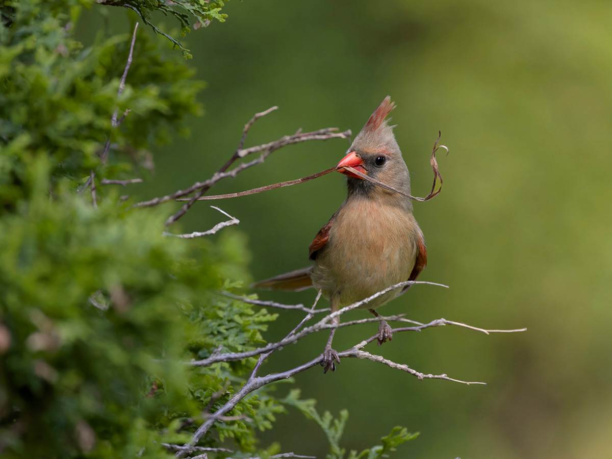 A female Northern Cardinal collecting nesting material
