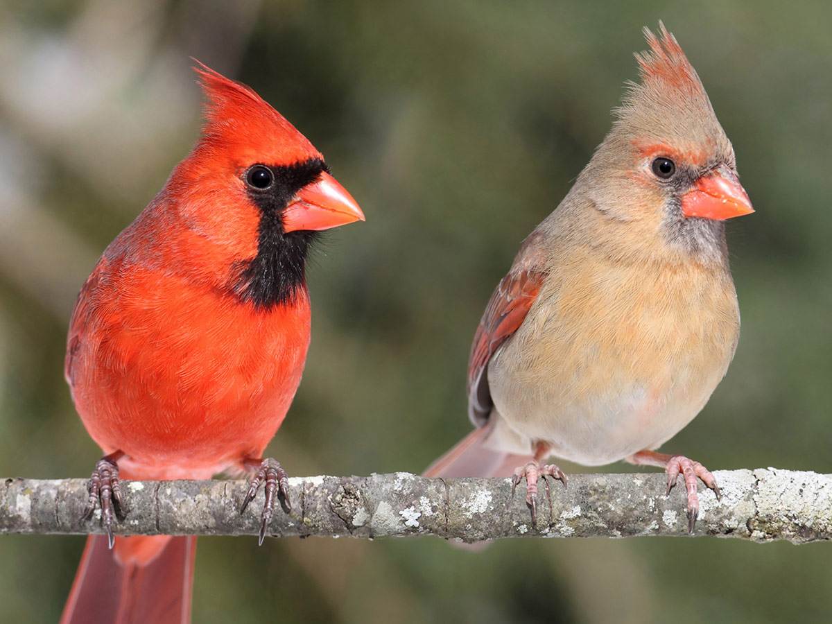 Northern Cardinal male and female pair is perched on a thin branch