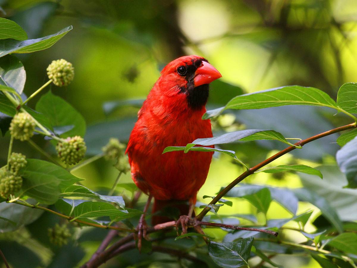 A male northern cardinal is perched on a branch between leaves