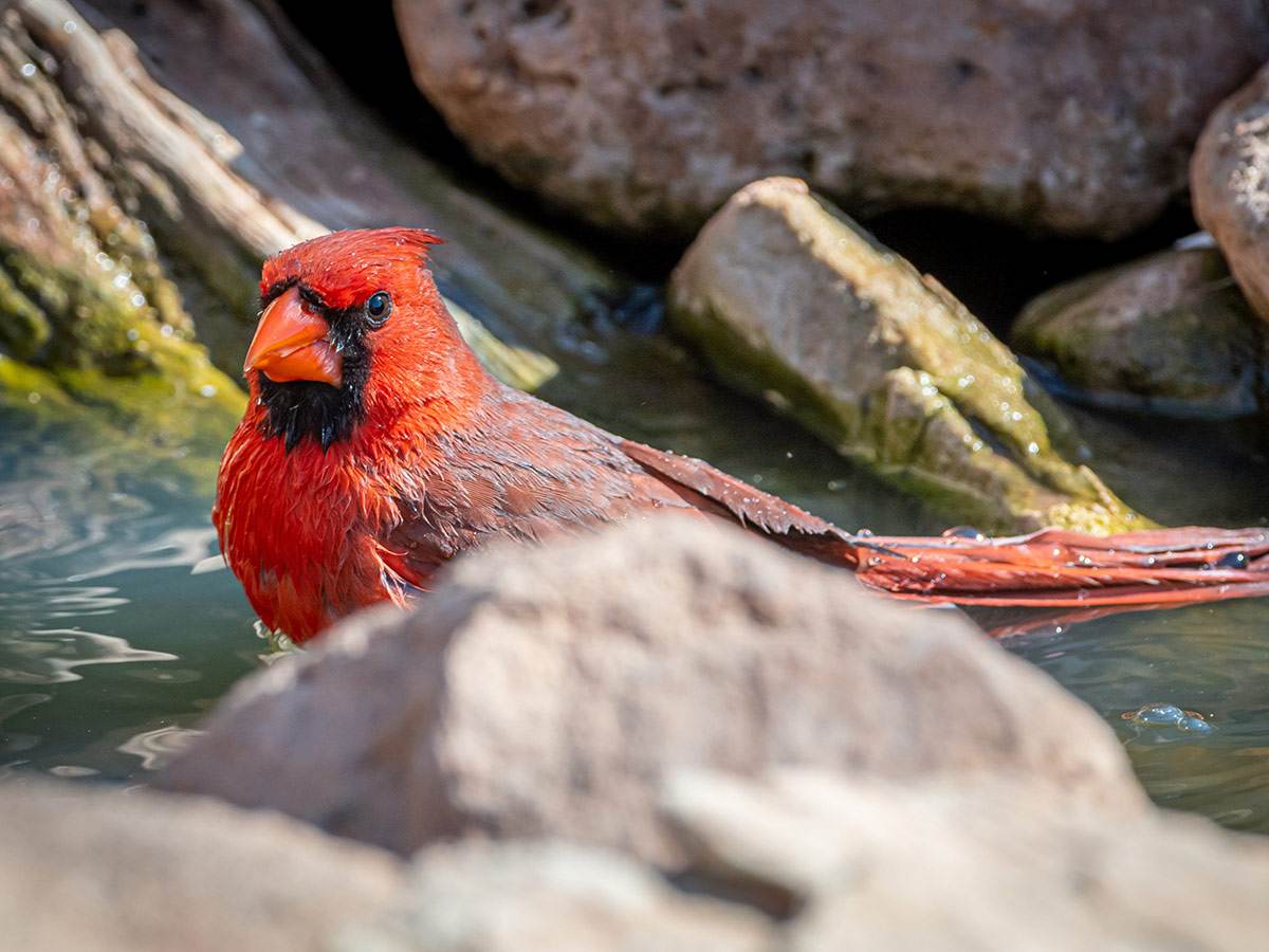 A Northern Cardinal taking a bath in the pool