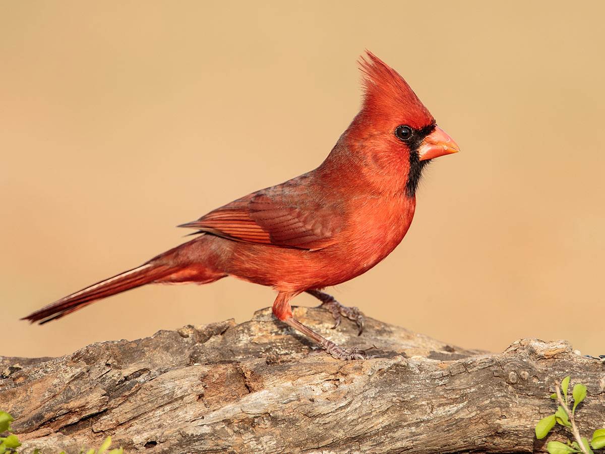A Northern Cardinal perched on a tree log