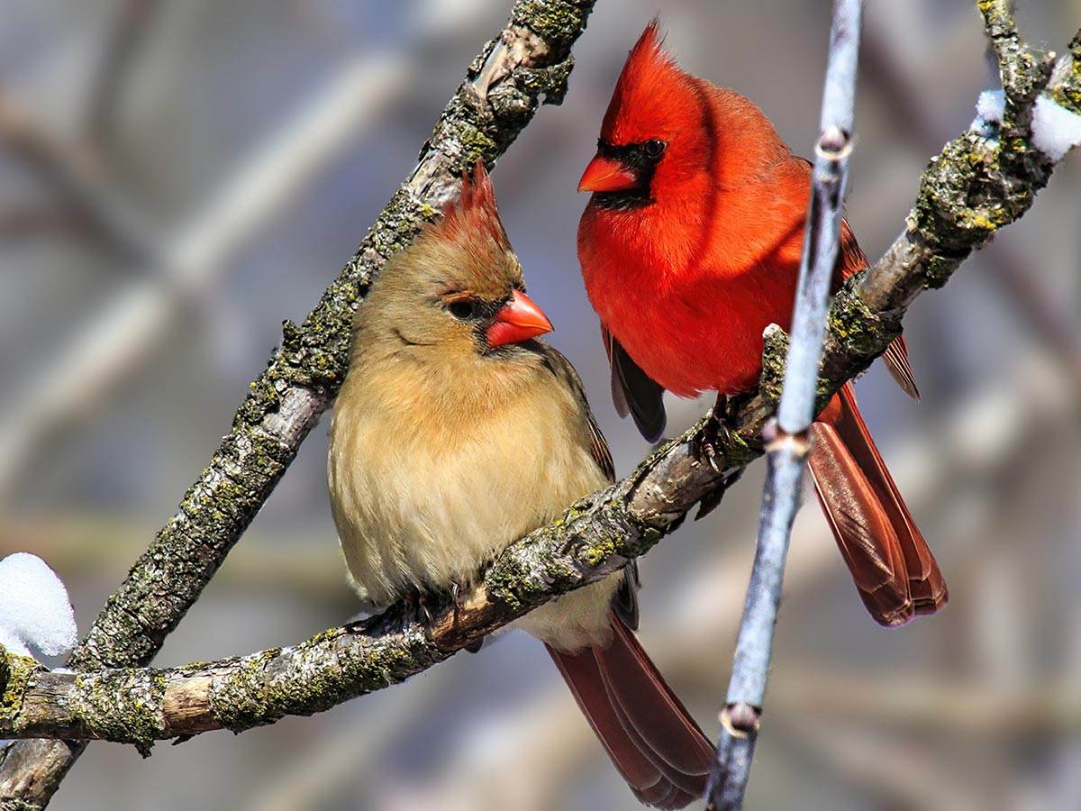 A pair of Northern Cardinal perched on a branch in winter season