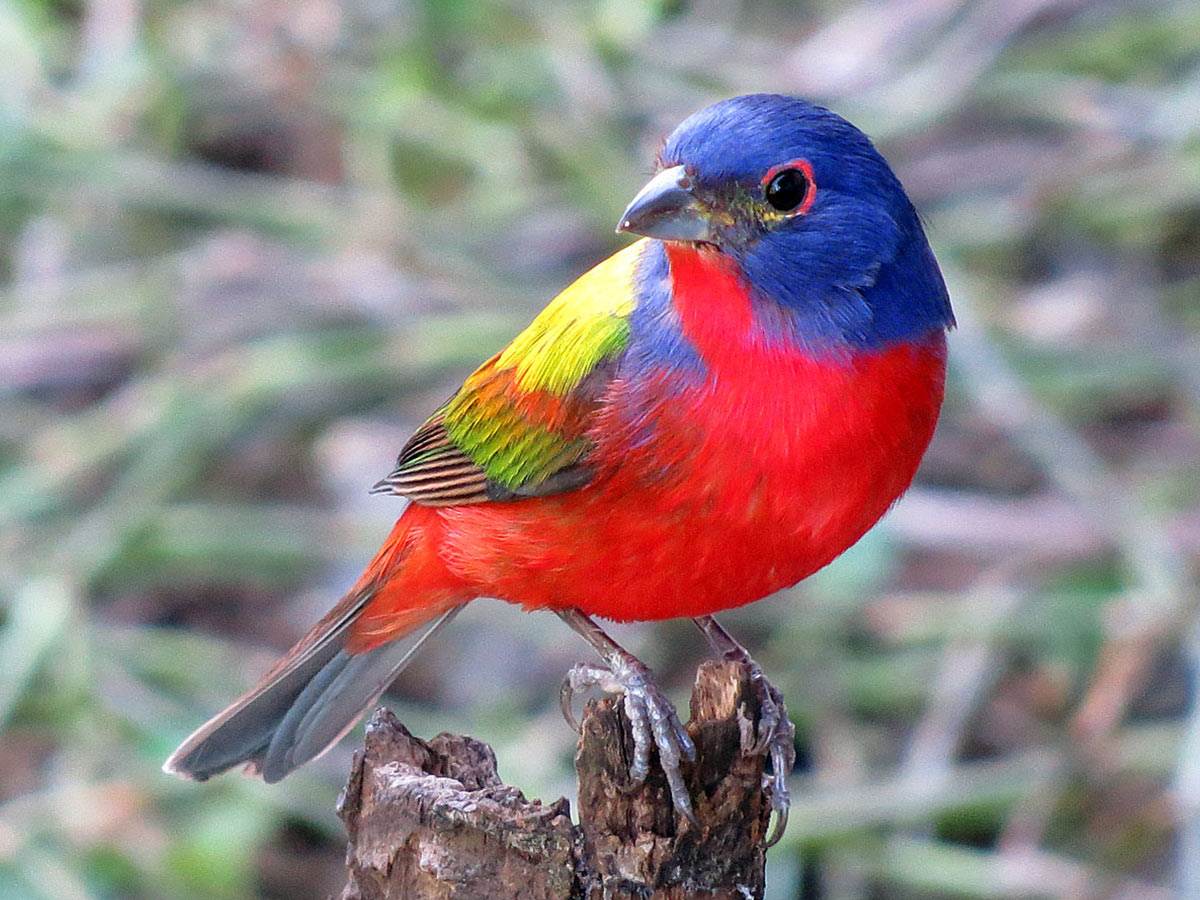 A Painted Bunting is perched on a wood log